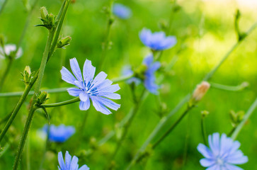 Blue cichorium flowers in the field - obrazy, fototapety, plakaty
