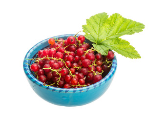 Red currant