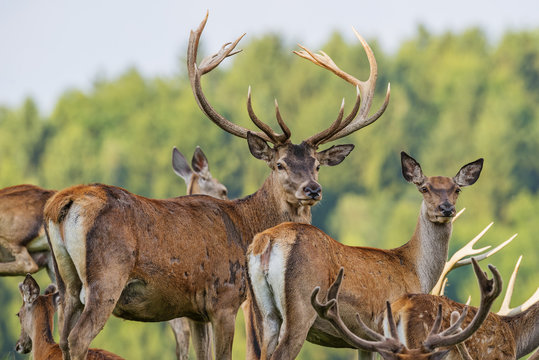 Cervus elaphus - deer with his herd