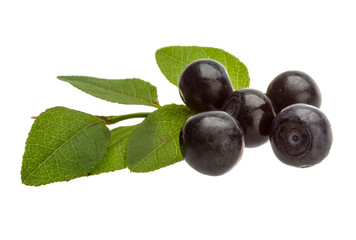 Blueberry