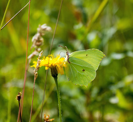 Brimstone Butterfly