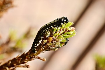 chenille sur un pin