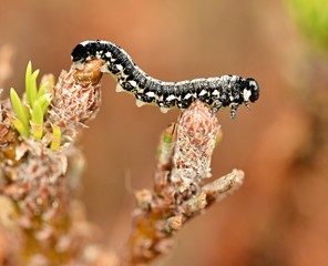 Pine tree pest invasion