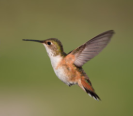 Rufous Hummingbird - female