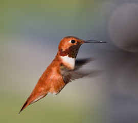 Rufous Hummingbird - male