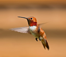 Rufous Hummingbird - male
