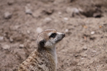 Erdmännchen