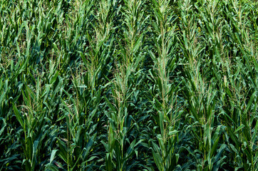 Obraz premium Corn field texture background