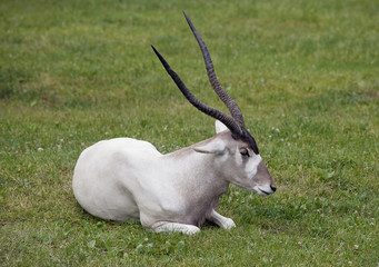 Addax nasomaculatus