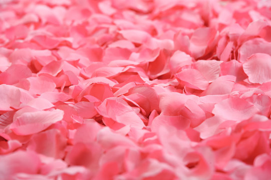 Petali rosa finti Stock Photo