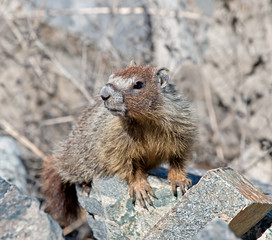 Yellow-bellied Marmot
