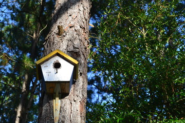 Birdhouse in a Pine Tree 01