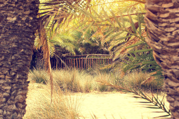 wild palms on a beach