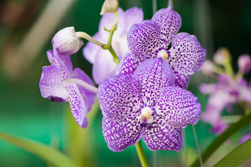 violet orchid flower