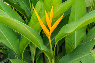 Obraz premium Beautiful vivid orange flower - Bird of paradise