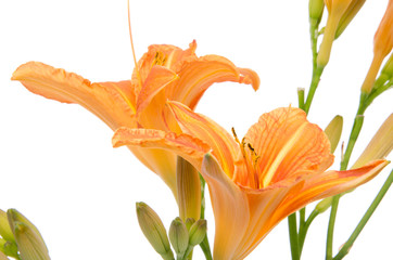 Fototapeta na wymiar Beautiful orange lily
