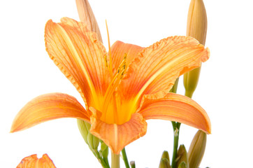 Beautiful orange lily