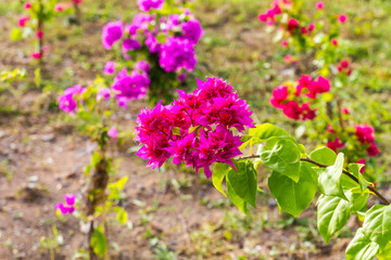 Grow bougainvillea blooming beautifully on the ridge