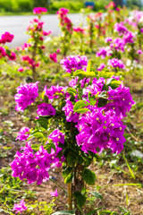 Obraz premium Grow bougainvillea blooming beautifully on the ridge