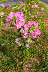 Grow bougainvillea blooming beautifully on the ridge