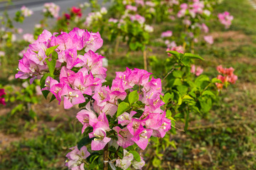 Grow bougainvillea blooming beautifully on the ridge