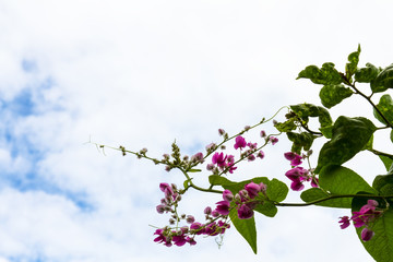 Low angle view of a bouquet of purple flowers under clouds