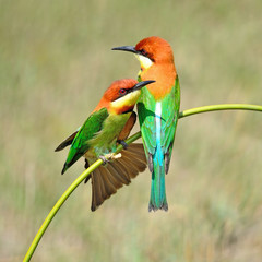Chestnut-headed Bee-eater