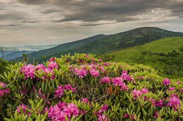 Close up of Rhododendron on Jane Bald