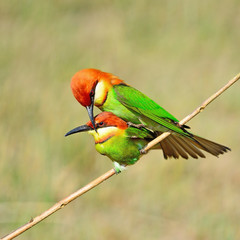 Chestnut-headed Bee-eater