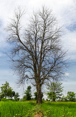 Obraz premium Dead tree on a dirt road in the green rice, which is common