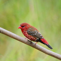 male Red Avadavat