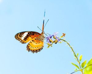 View of Colorful Orange butterfly in summer time