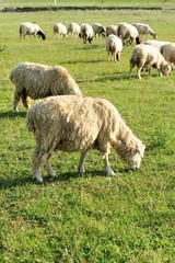 Obraz premium Sheep in mountain meadow 