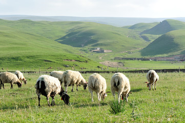 Fototapeta premium Sheep in mountain meadow 