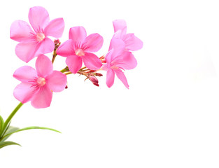 Fototapeta na wymiar oleander flower