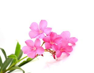 Fototapeta na wymiar oleander flower