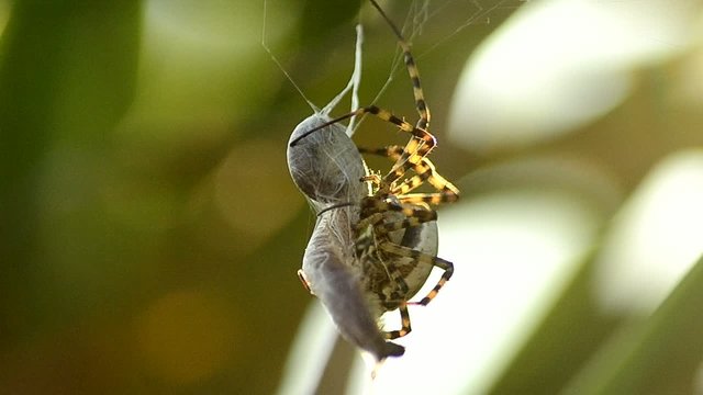 ragno cattura preda