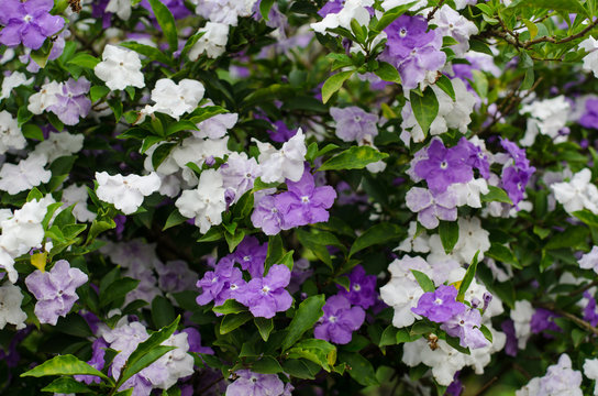 Brunfelsia Australis (Yesterday today and tomorrow flower)