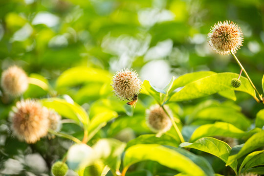 Bee on Buttonbush