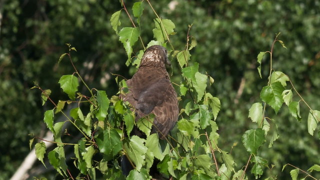 Honey buzzard, Pernis apivorus - Juvenile