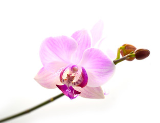 orchid fiower