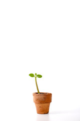 Seedling in clay pots