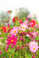 Fototapeta premium Beautiful cosmos flowers blooming in tibet 