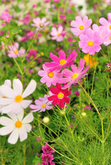 Fototapeta premium Beautiful cosmos flowers blooming in tibet 