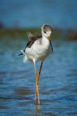 Close up portrait of Black-winged Stilt(Himantopus himantopus )