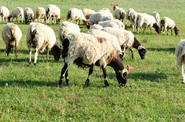 Fototapeta premium Sheep in mountain meadow 