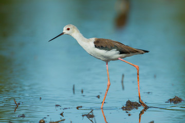 adult Black-winged Stilt walking in nature