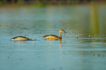 Lesser whistling duck( Dendrocygna javanica) swimming in nature