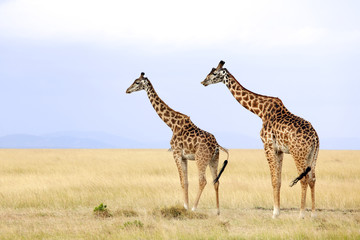 Giraffes on the Masai Mara in Africa