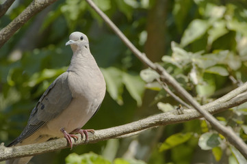 Pompa avoante